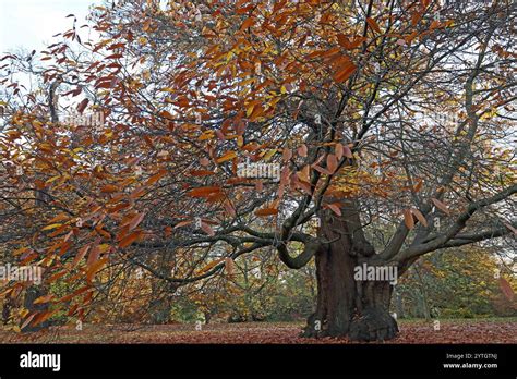 Mature Sweet Chestnut Tree The Branches Sweeping Out From A Deeply Grooved Trunk The Serrated