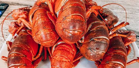 Make Lobster the King of Your Kitchen - Lobster Boys