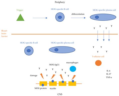 Antibodies Free Full Text Myelin Oligodendrocyte Glycoprotein Antibody Associated Disease