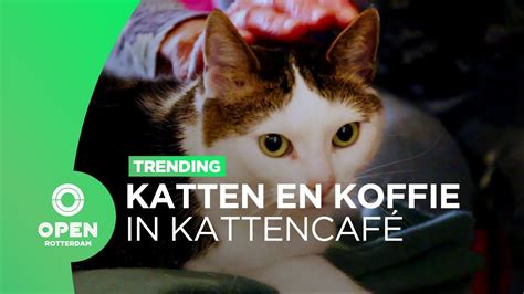 Katten En Cappuccino In Het Kattencafé Van Rotterdam Trending Youtube