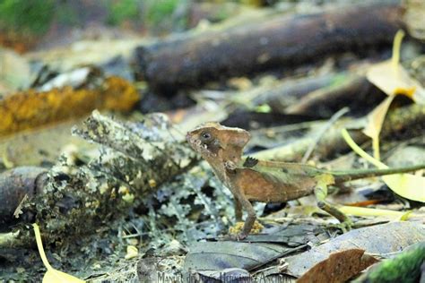 Turipache de montaña Corytophanes hernandesii IMAGENES ESPECIES