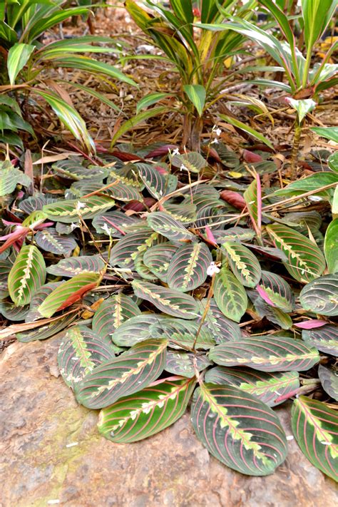 Maranta leuconeura var. erythroneura (Red Stripe Prayer Plant)