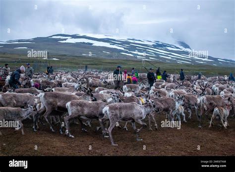 Laddejahka, Lapland, Sweden, 6th July 2023. Reindeer marking by Sami ...