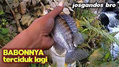 Umpan Jitu Mancing Nila Mancing Nilem Mancing Tawes YouTube