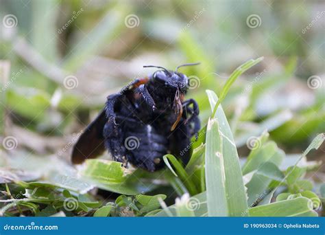 A Large Black Valley Carpenter Bee In The Grass Stock Photo Image Of