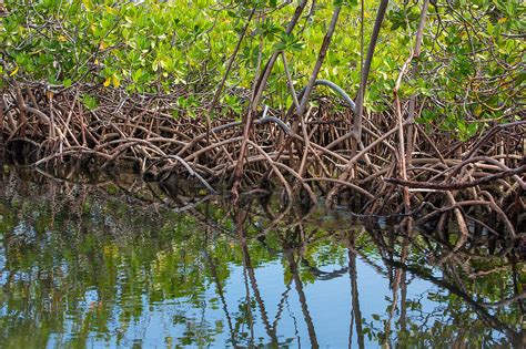 Aerial Prop Roots Of The Red Mangrove License Image 14126186