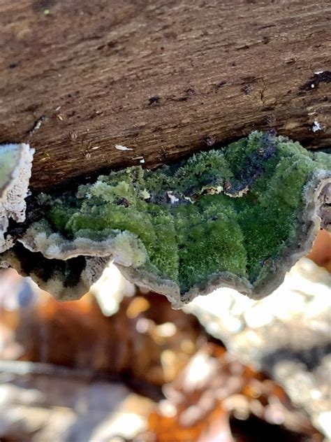 Mossy Maze Polypore Ewa Guide To The Fungi Lichens And Slime Molds Of