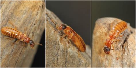 Termite Queen: Termite Mating