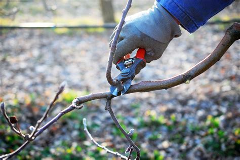 Hoe En Wanneer Een Appelboom Snoeien Artofit