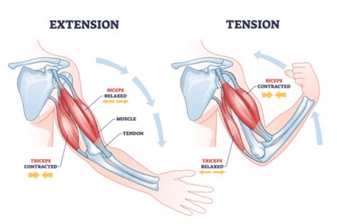 Tricep Extension Variations | TrainHeroic