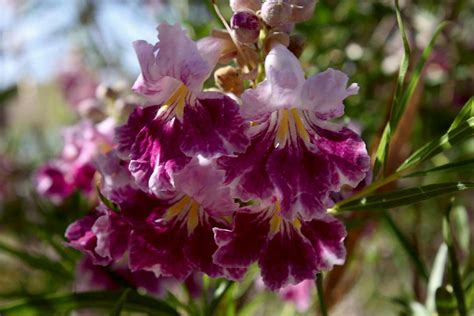 Blooms Of Desert Willow Photos Diagrams And Topos Summitpost