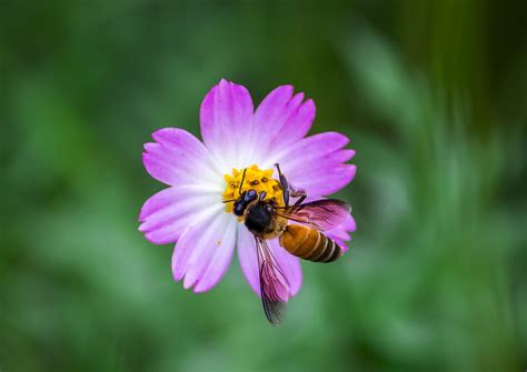 THE OPTICAL ILLUSIONS OF THE ASIAN GIANT BEE - WWF Travel