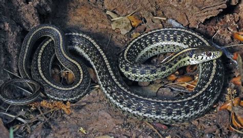 Northern Ribbon Snake