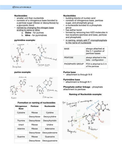 SOLUTION Nursing Biochem Lec Introduction To Nucleic Acids