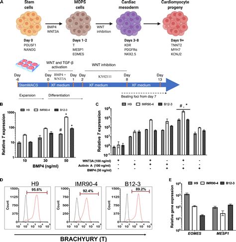 Frontiers Xenogeneic Free System For Biomanufacturing Of