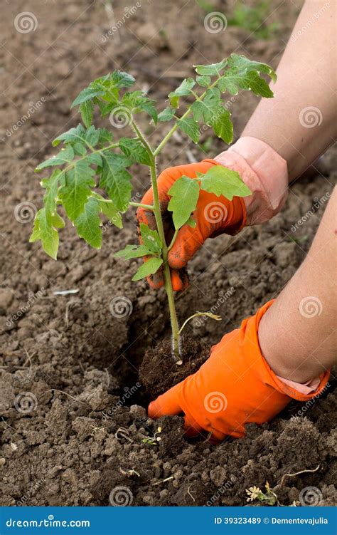 Planting A Tomatoes Seedling Stock Image Image Of Countryside