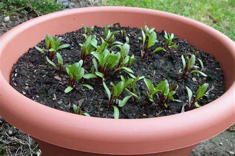 How To Grow Beets In Containers Gardeners Path