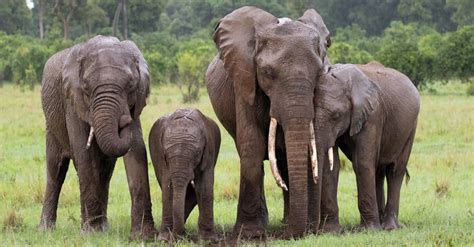 What Is A Group Of Elephants Called Az Animals