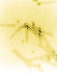 Virus Shapes | Definition & Examples - Lesson | Study.com