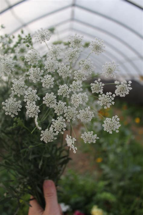 False Queen Annes Lace 15 Stems Albertagirlacres