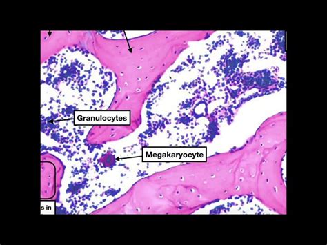 Spongy Vs Compact Bone Histology