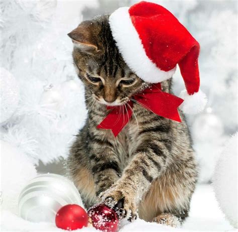 Cute Kittens Fluffy Kittens Cats And Kittens Christmas Kitten