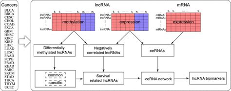 Frontiers Pan Cancer Methylated Dysregulation Of Long Non Coding Rnas