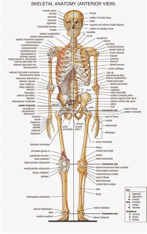 Human Skeleton Diagram With Labels