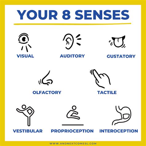 What Are The 8 Sensory Systems Your 8 Senses Explained Artofit