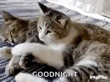 Cat Hug GIF - Cat Hug Love - Discover & Share GIFs