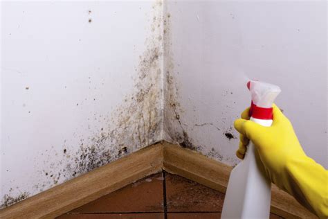 How To Get Rid Of Black Mold In Your House Without Chemicals