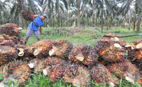 14 Pengusaha Sawit Baru Di Bursa CPO RI Jagatbisnis