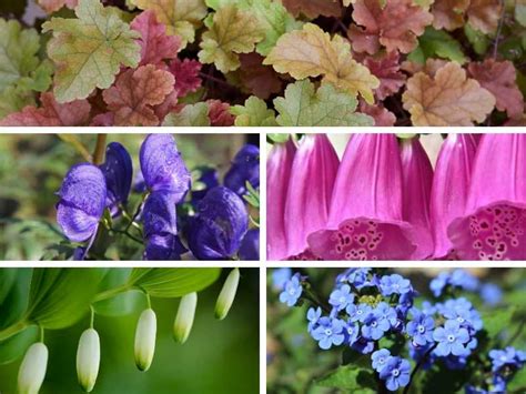 5 Low Maintenance Shade Perennials to Grow in Your Garden