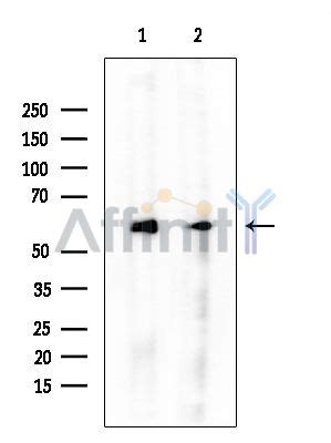 HSP70 Mouse Monoclonal Antibody Affinity Biosciences LTD 亲科生物官网