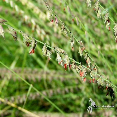 Sideoats Grama Grass