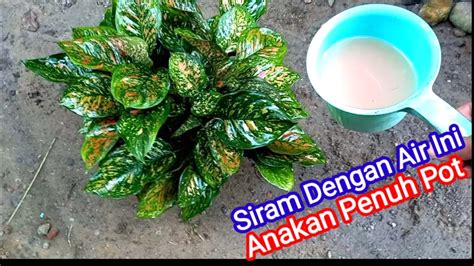 Tips Merawat Aglaonema Agar Beranak Banyak YouTube