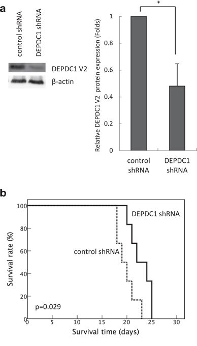 Anti Tumor Effect Of Depdc Inhibition In Vivo A Western Blot Analysis