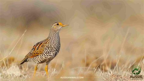 Ground Dwelling Birds Of Australia Aussie Animals