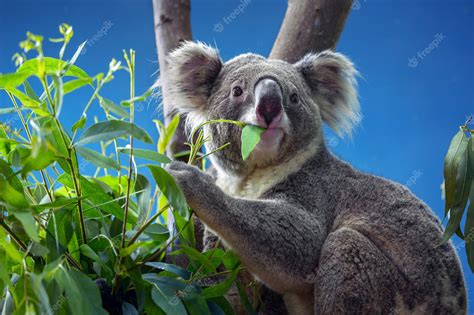 Koalas Eating Eucalyptus Leaves