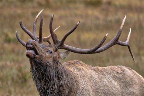 BUGLING BULL, Colorado, Elk Photography, Elk Rut Season Prints, Elk Art - RobsWildlife