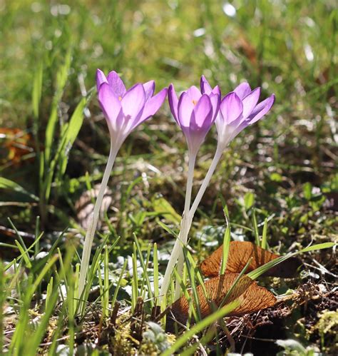 Erlfenkrokus Elfen Krokus Crocus Tommasinianus C Reinh Flickr