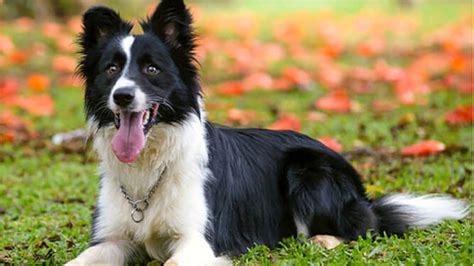 Nombres Para Perros Border Collie