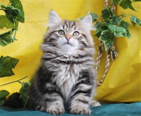 Prideshill Siberians - Siberian Cat Breeder - Brisbane, Queensland