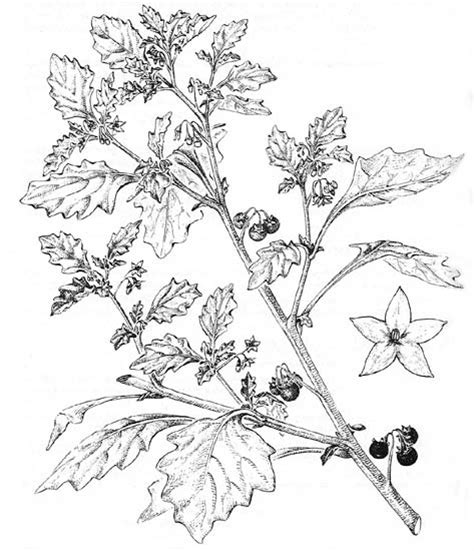 Factsheet - *Solanum retroflexum