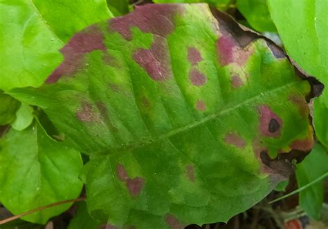 Xanthomonas Hortorum Taraxaci From York County Sc Usa On June