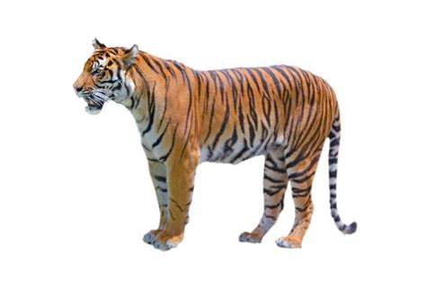 2900 Tiger Side View Stock Photos Pictures And Royalty Free Images