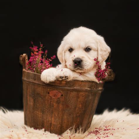 Download Puppy Baby Animal Dog Golden Retriever Animal Pfp