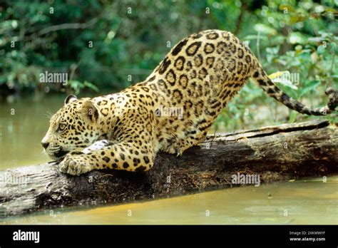 Jaguar Sub Adult Scratching Log Stock Photo Alamy
