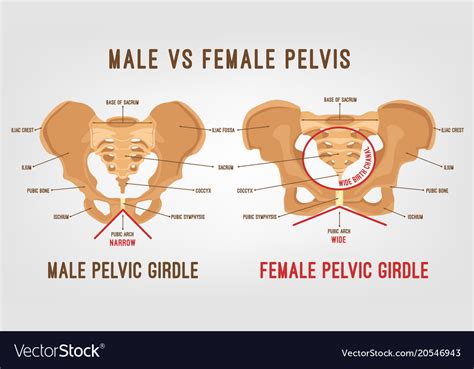 Male Vs Female Pelvic Bone Anatomy