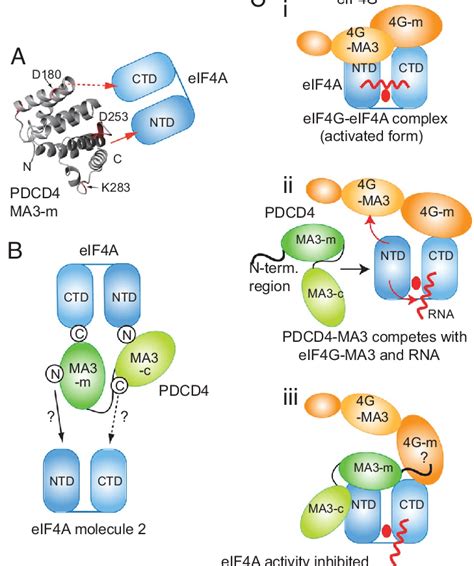 Model For Eif4a Binding And Inhibition By Pdcd4 A Binding Model